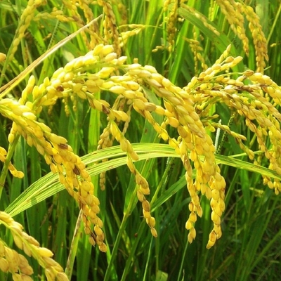 발리다미신 곰팡이 살균제 Jinggangmycin 10% SL 60%TC와 발리다미신 CAS 번호 37248-47-8
